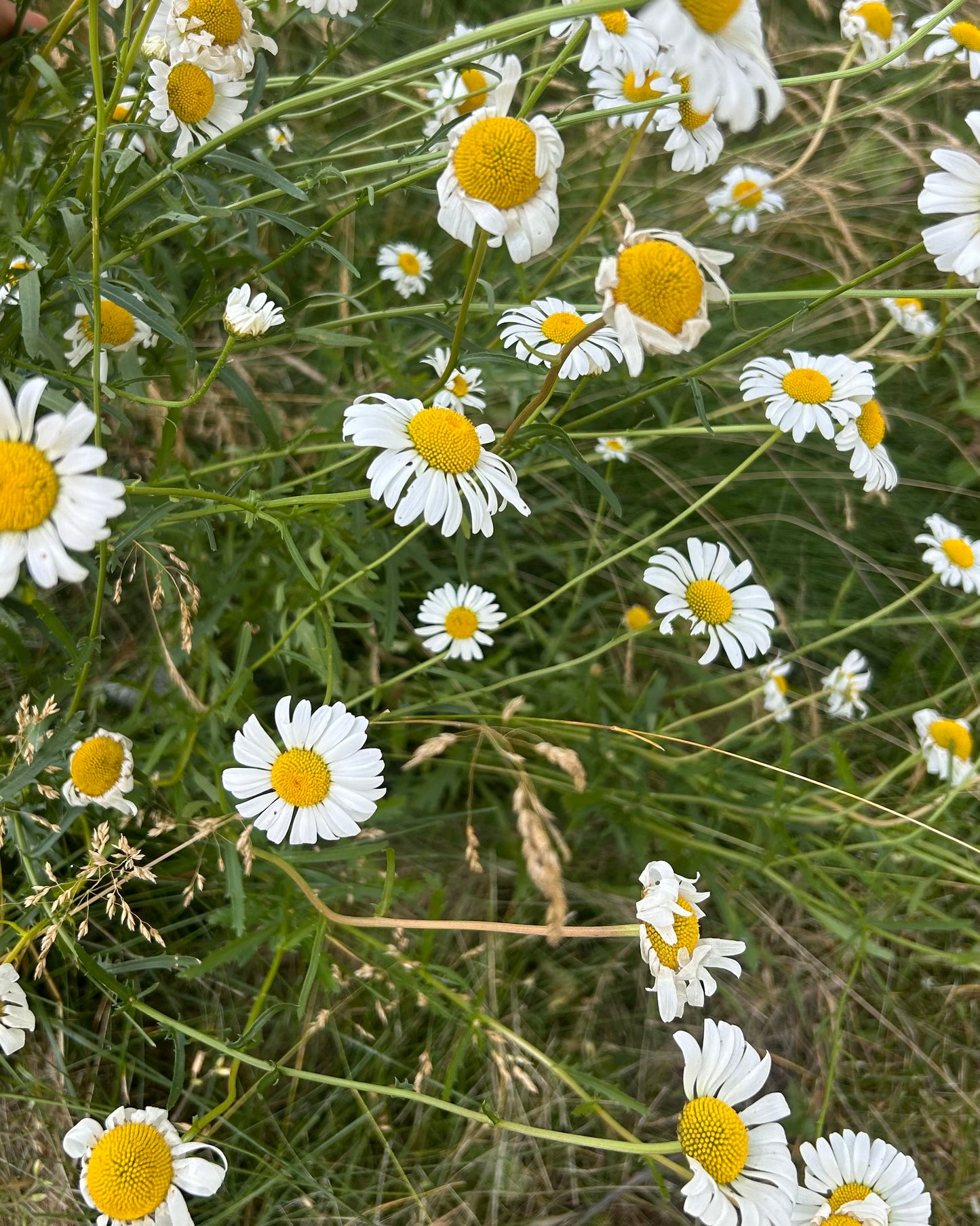 Ox Eye Daisy Flower Essence