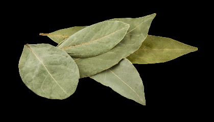 Bay Leaf