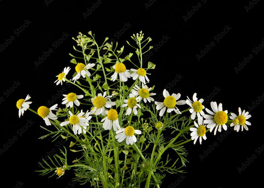 Chamomile